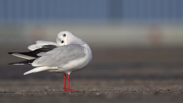 A black-headed gull (Chroicocephalus ridibundus) in winter plumage polising its feathers with a fench on the background and a black car passing
