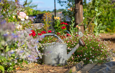 Vieil arrosoir dans un jardin potager au printemps au milieu des plantes et des légumes. © Thierry RYO