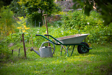 Vieil arrosoir dans un jardin potager au printemps au milieu des plantes et des légumes.