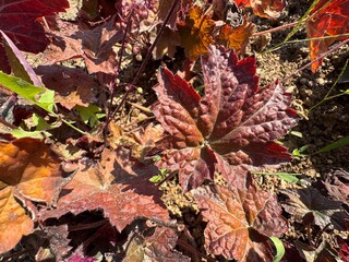 Purple-leaved Heuchera micrantha in the garden. Heuchera micrantha is a species of flowering plant in the saxifrage family known by the common name crevice alumroot, or small-flowered alumroot.