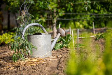 Arrosoir en métal dans un charmant petit jardin potager et ses légumes au printemps.