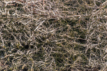 Many small branches in one pile. Background