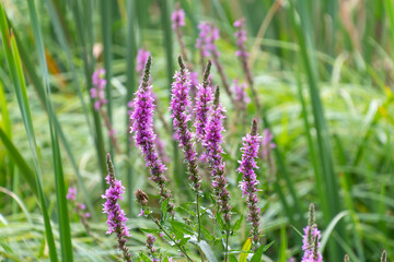 Beautiful pink flowers of Lythrum salicaria. purple loosestrife. spiked loosestrife