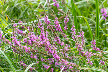 Obraz premium Beautiful pink flowers of Lythrum salicaria. purple loosestrife. spiked loosestrife