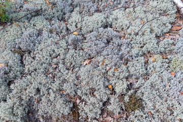 Blue moss in a pine forest.