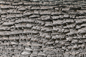 Tree trunk, close-up. Tree bark texture. Natural background. The rough, cracked surface