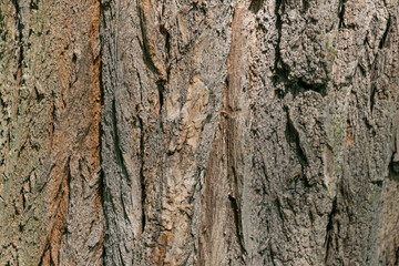 Tree trunk, close-up. Tree bark texture. Natural background. The rough, cracked surface