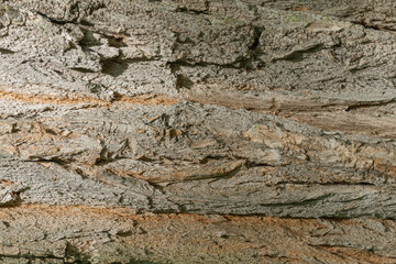Tree trunk, close-up. Tree bark texture. Natural background. The rough, cracked surface