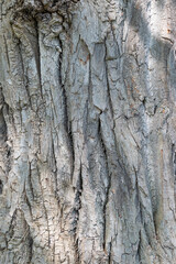 Tree trunk, close-up. Tree bark texture. Natural background. The rough, cracked surface