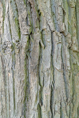 Tree trunk, close-up. Tree bark texture. Natural background. The rough, cracked surface