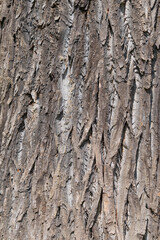 Obraz premium Tree trunk, close-up. Tree bark texture. Natural background. The rough, cracked surface