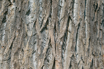 Tree trunk, close-up. Tree bark texture. Natural background. The rough, cracked surface