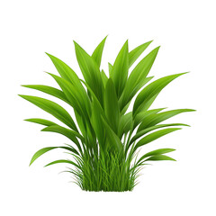 Fototapeta premium A vibrant green plant with long, lush leaves, perfect for enhancing natural beauty in any setting. transparent background