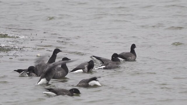 A brant or brent goose (Branta bernicla) taking a bath in shallow water while other brants join the group