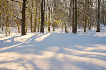 Fototapeta premium Snowy forest path winding through icy trees under a clear blue sky