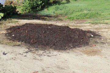 Seaweed Covered Beach -A tranquil beach scene with gentle waves lapping against the shore, accented by the natural beauty of the seaweed-covered sand under a vibrant, partly cloudy sky.
