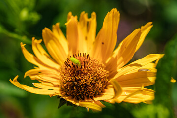 A bright yellow flower with a small green bug sitting on it