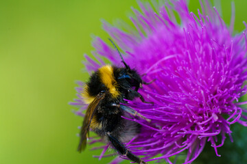 This is a close up image depicting a bee resting on a vibrant purple flower