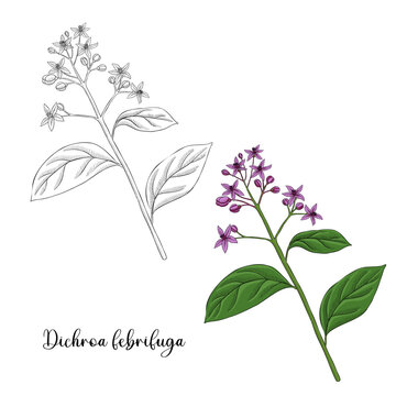 vector drawing plant of blue evergreen hydrangea, Chinese quinine , Dichroa febrifuga , herb of traditional chinese medicine, hand drawn illustration