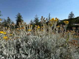 Close up of yellow flowers and silver leaves of Jacobaea maritima, commonly known as silver ragwort. Senecio cineraria and Dusty Miller other names. Beautiful and flowering garden ornamental shrub.