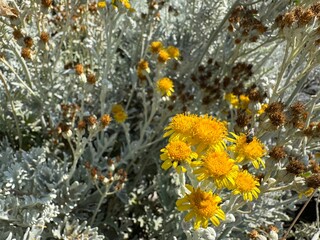 Close up of yellow flowers and silver leaves of Jacobaea maritima, commonly known as silver ragwort. Senecio cineraria and Dusty Miller other names. Beautiful and flowering garden ornamental shrub.