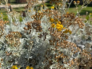 Close up of yellow flowers and silver leaves of Jacobaea maritima, commonly known as silver ragwort. Senecio cineraria and Dusty Miller other names. Beautiful and flowering garden ornamental shrub.