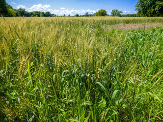 Fototapeta premium Wheat Growing In An Urban Field In Early July In Wisconsin