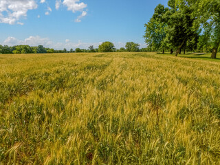 Fototapeta premium Wheat Growing In An Urban Field In Early July In Wisconsin