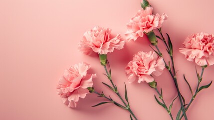 Fototapeta premium Soft pink carnations lie gracefully on a delicate pink background. This charming floral arrangement adds beauty and elegance. Perfect for design projects or marketing materials. AI