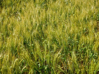 Wheat Growing In An Urban Field In Early July In Wisconsin