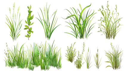 Set  of grass vector on white background