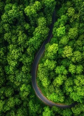 A winding road through a forest with trees on both sides. The road is surrounded by a lush green forest, and the trees are tall and dense. The road is narrow and winding, and it seems to be a peaceful