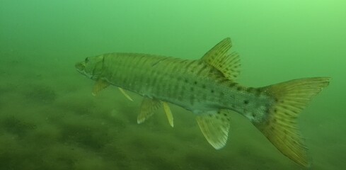 Muskie swims in the deep