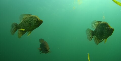 Crappie and Smallmouth Bass