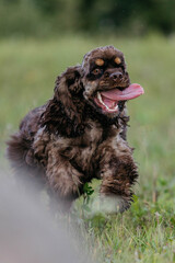 American Cocker spaniel in the field