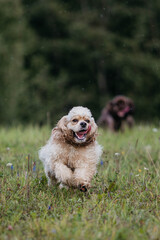 American Cocker spaniel in the field
