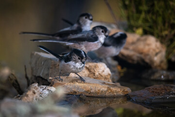 Long-tailed tit (Aegithalos caudatus). Birds in its natural environment.