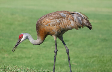Sand hill crane in profile with feather pattern showing