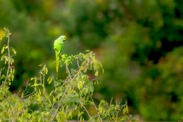 Rose ringed Parakeet on top of the tree