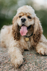 American Cocker spaniel in the field