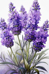Fototapeta premium Lavender - Lavandula angustifolia - herb plant for cooking 