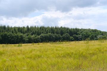 Obraz premium A beautiful field in spring. June 4, 2024 - Le Perche, Eure-et-Loir, France.