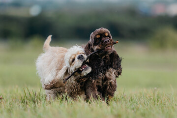 Two American cocker spaniels run in a field with a stick