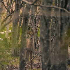 Deer in the forest in autumn