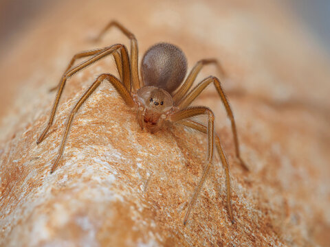 Mediterranean recluse spider, violin spider (Loxosceles rufescens), Brown recluse spider, in its wild habitat.
