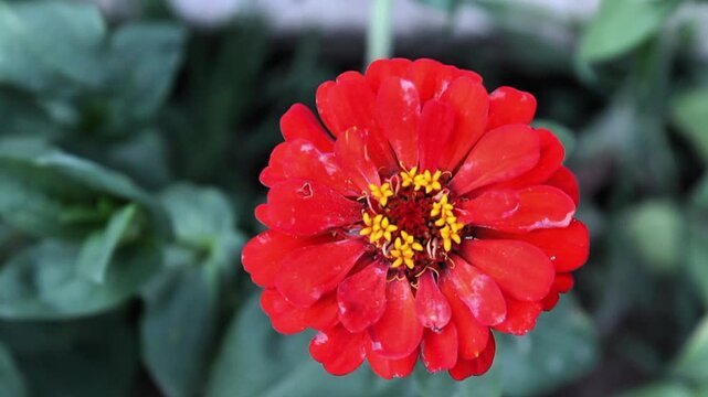 Zinnia Elegans or Old Maid pink flower