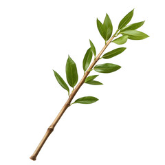 Fototapeta premium A fresh green branch with vibrant leaves, perfect for decorative or culinary use in cooking and food presentation. transparent background