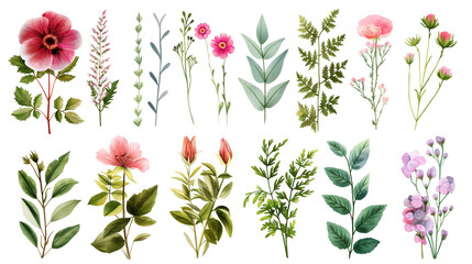 Collection of Floral Botanical Illustrations with Delicate Flowers on White Background