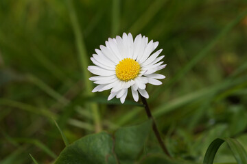 Obraz premium Daisy macro 1 