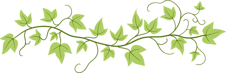 ivy plant drawing illustration.